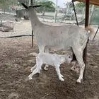 عنز بيشيه عفرا فاخره تحتها تيس