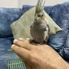 كروان اليف للبيع