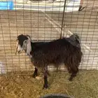 عارضية مضرع شرط بتؤام