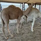 حشو