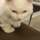 قط ذكر  نظيف و مهذب  متعود على البيت و(مخصي). اقل من سنه