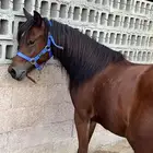 مهره شعبيه شيخه