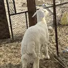 طلي حرى ( تم البيع )