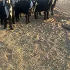 تيوس مندي طيبه