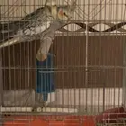 جوز طيور كروان