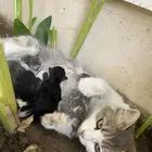 قطه للتبني خميس مشيط