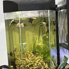 aquarium tank