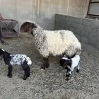 رغوث وراها توم رخل وخروف شرط سن وديد