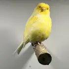 انثى جولستر(( تم البيع ))