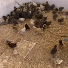 صيصان بلدي العدد 300