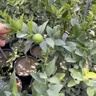 شتلات لومي قطيفي