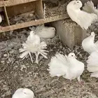 حمام