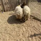 ذبايح جذعان