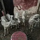 ضان