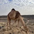 ناقه ضروبه