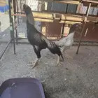 شامو الماني ديك ودجاجه