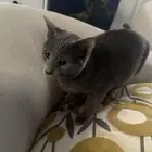 قطه روسيه للتبني