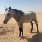 حصان للبيع