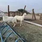 للبيع فحل حري صنف مشروط