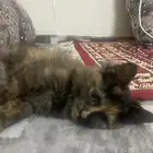 قطط لي التبني