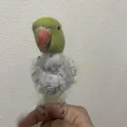 دره هندي