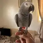 ببغاء كاسكو