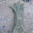 حبشية قصب للبيع