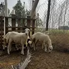 رخيل بلدي