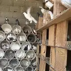 حمام عادي اكثرة فواتح وهندي كلهم عيال بعض