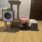مستلزمات القطط