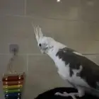 كروان هولندي