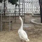 ذكر وز بلغاري