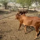 حسلان بلدي