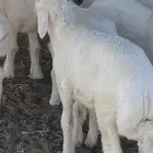 بهم حري لباني للبيع السريع