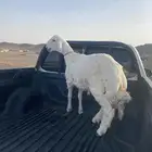 خروف فاخر