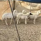 غنم دفيع