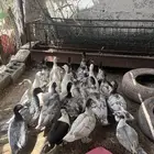 بط مصري