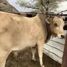 ثور فحل ثني