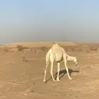 للبيع بكره