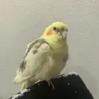 كوكتيل مفقود في رابغ