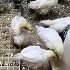 صوص صيصان لوهمان لهمن براون