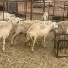 غنم حريات مراح