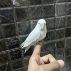 روز للبيع