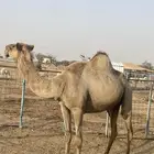 ناقه فاطر للبيع.