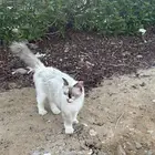 قطة
