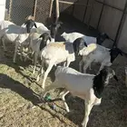 بربري للبيع