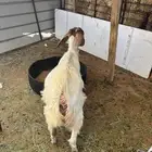 جفره للبيع