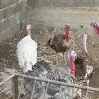 ديكه رومي
