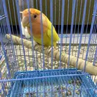 أنثى روز لاتينو منتجة طفرة