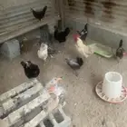دجاج بلدي